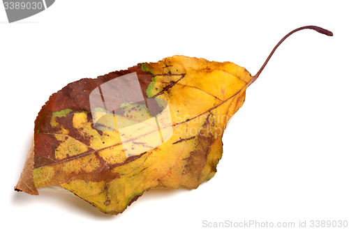 Image of Dried yellowed autumn leaf