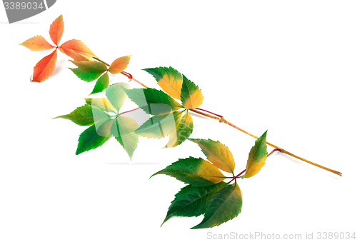 Image of Multicolor yellowed twig of grapes leaves