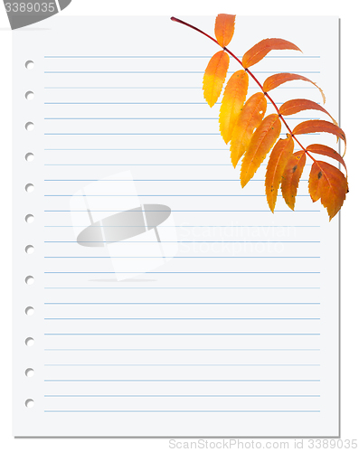 Image of Notebook paper with autumn leaf of rowan