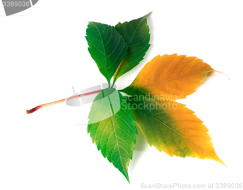 Image of Multicolor virginia creeper leaf