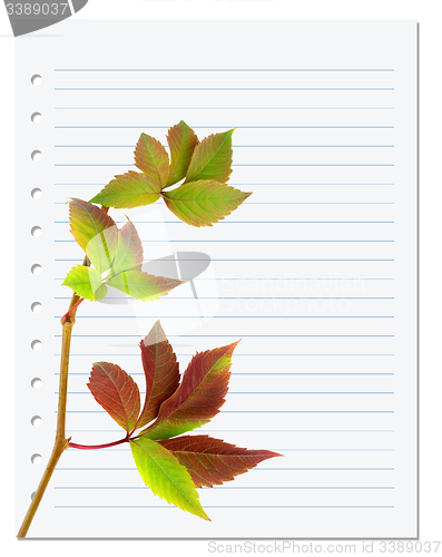 Image of Exercise book with multicolor virginia creeper twig