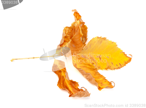 Image of Dried yellow ash-tree leaf on white background