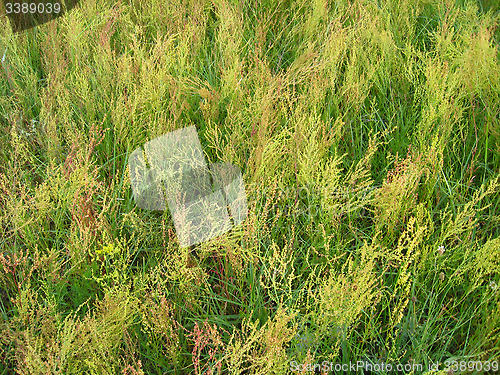 Image of high green grass in the field