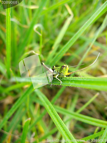Image of Green grasshopper on the green blade