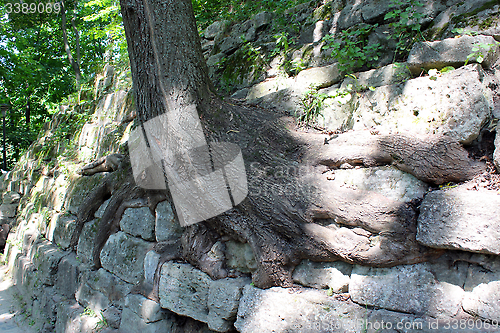 Image of huge roots of the tree growing outside