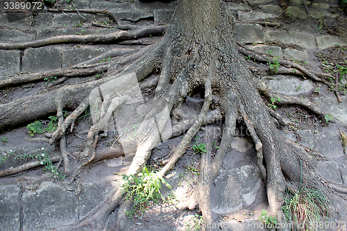 Image of huge roots of the tree growing outside