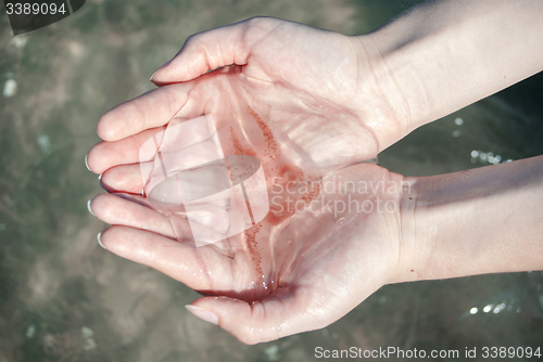 Image of  jellyfish in women\'s hands