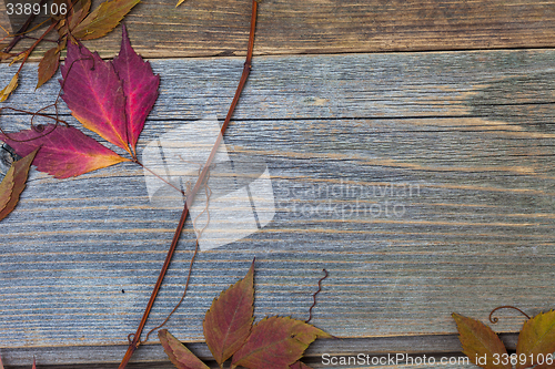 Image of Autumn still life with dry red leaves and branches