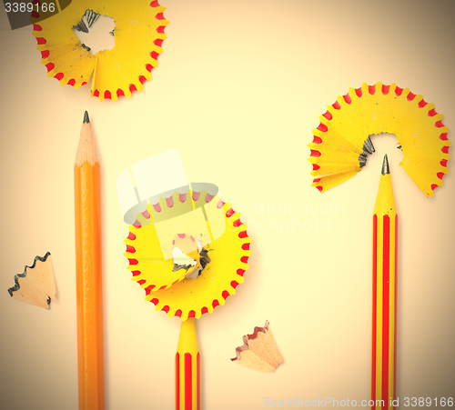 Image of three pencil flowers
