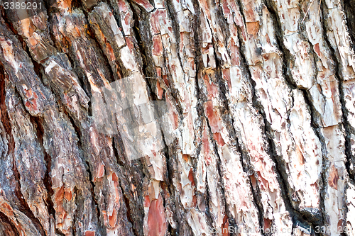 Image of pine bark