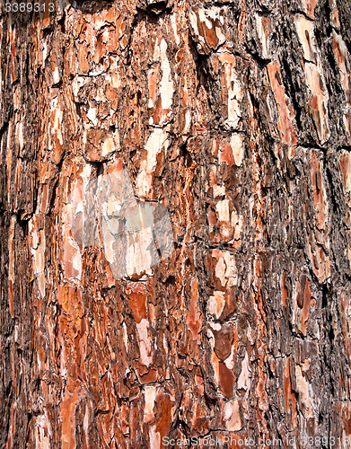 Image of pine bark