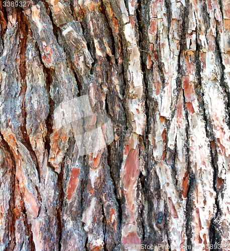 Image of pine bark