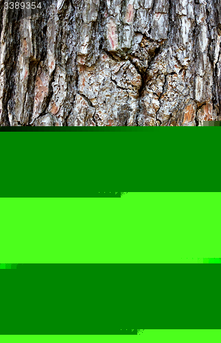 Image of pine bark