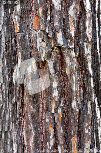 Image of pine bark