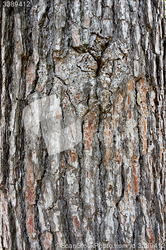 Image of pine bark