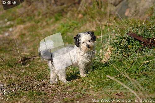 Image of Small dog in nature