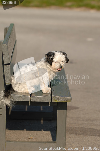 Image of Dog on bench