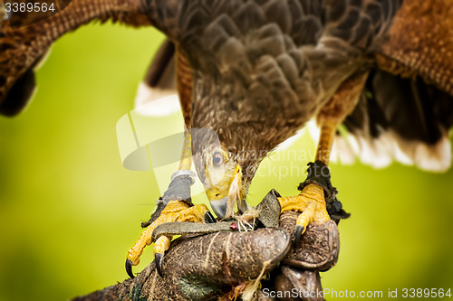 Image of Eating raptor bild
