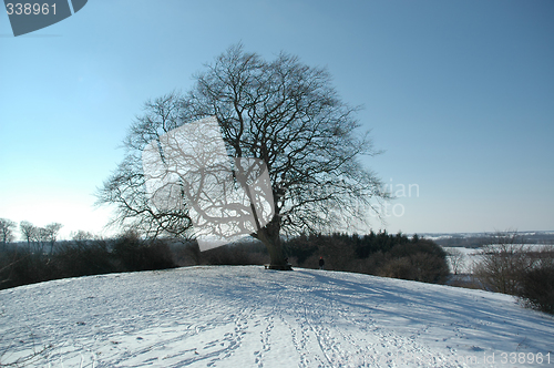 Image of Tree at winter time