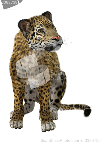 Image of Big Cat Jaguar