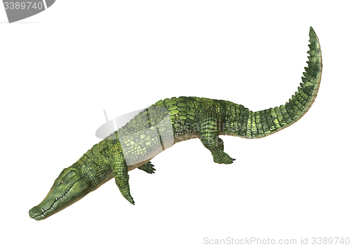 Image of Crocodile