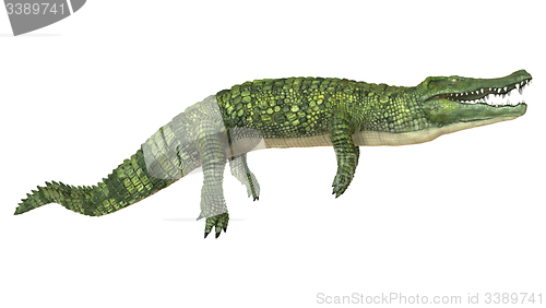 Image of Crocodile