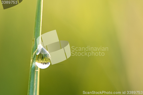 Image of Water drop on a stalk of grass.