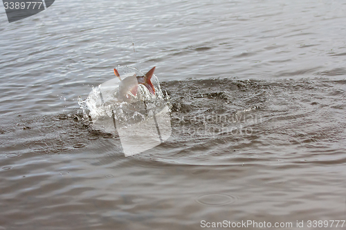 Image of grayling fishing Northern fish