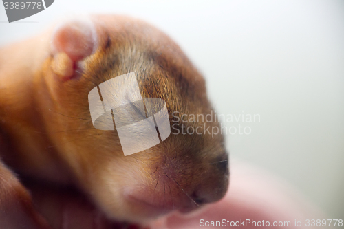 Image of baby squirrel wild child