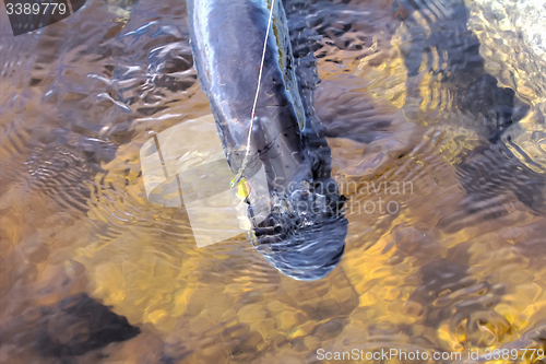 Image of pike over 10kg caught a few times in life