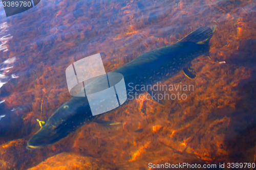 Image of large 10kg pike inaccessible rivers and lakes