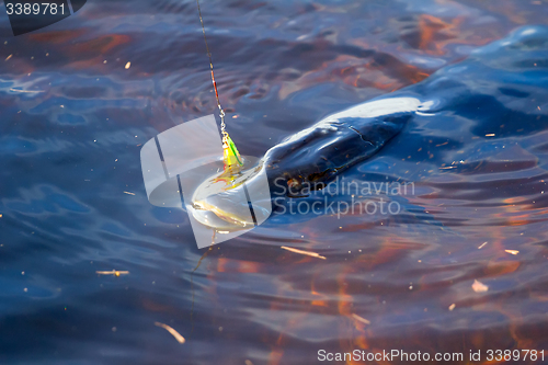 Image of pike fishing big 10kg Northern fish