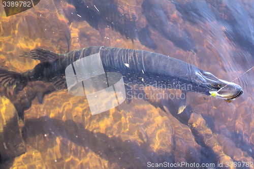 Image of large 10kg pike in the clear river fishing
