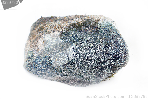 Image of stone from the mountains tundra on a white background