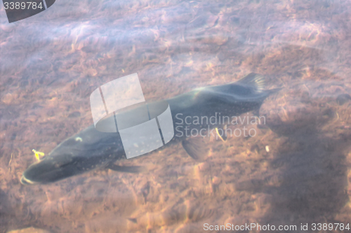 Image of ery large 10 kg pike underwater with a spoon