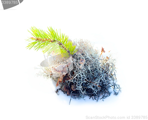 Image of natural moss decoration on white background