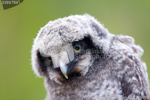 Image of Cute fluffy owlet