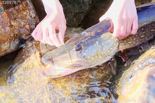 Image of big catch fishing is good