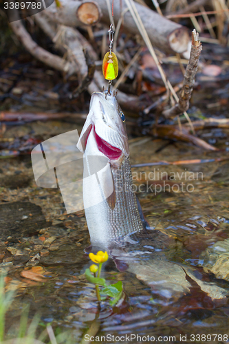 Image of grayling fishing Northern fish