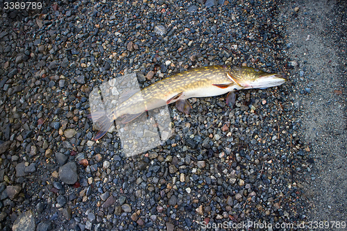 Image of pike caught on the shores of the polar lake