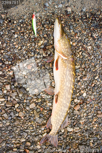 Image of summer pike of large size for the bait