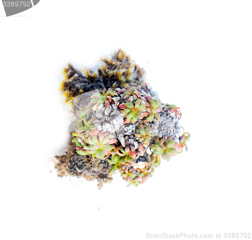 Image of natural moss decoration on white background