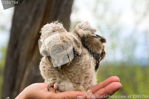 Image of Trusting owlet sitting on ornithologist hand