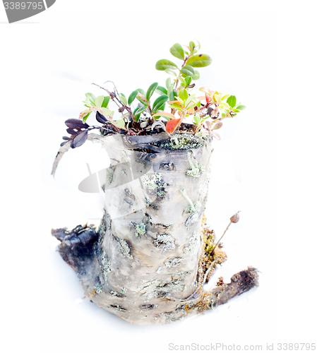 Image of spring stump of a very old and natural on a white background