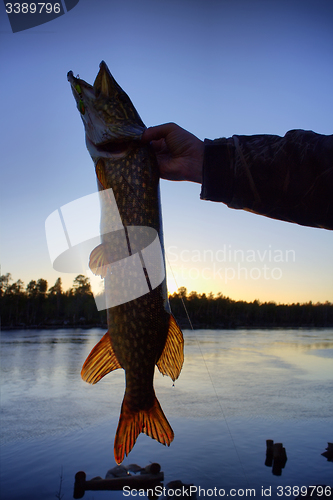 Image of pike fishing big Northern fish