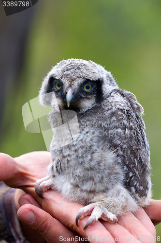 Image of cute little devil: mystic bird