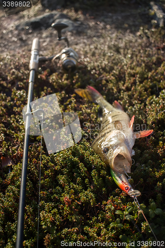 Image of perch fishing Northern fish