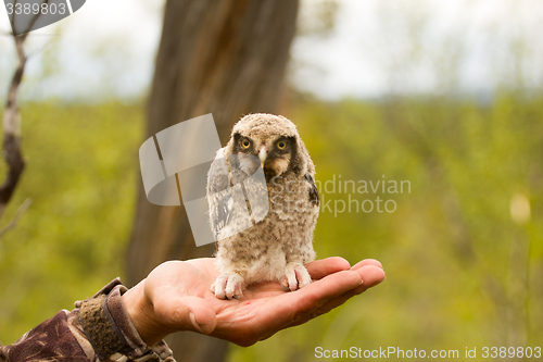 Image of Hawk owl in a mountain forest