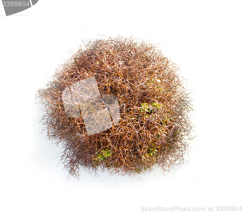 Image of natural moss decoration on white background