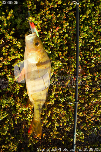 Image of perch fishing Northern fish